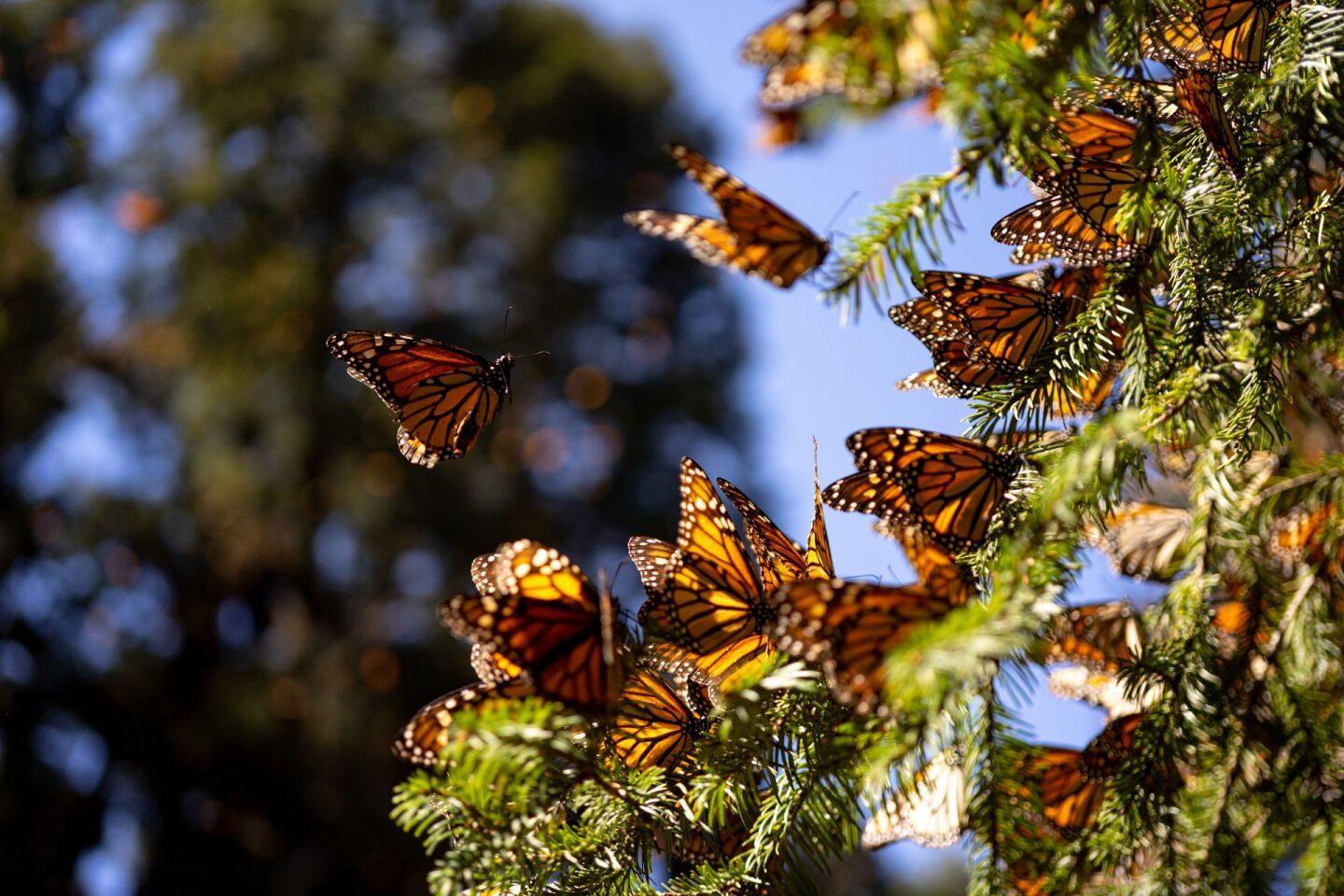 mariposas monarca