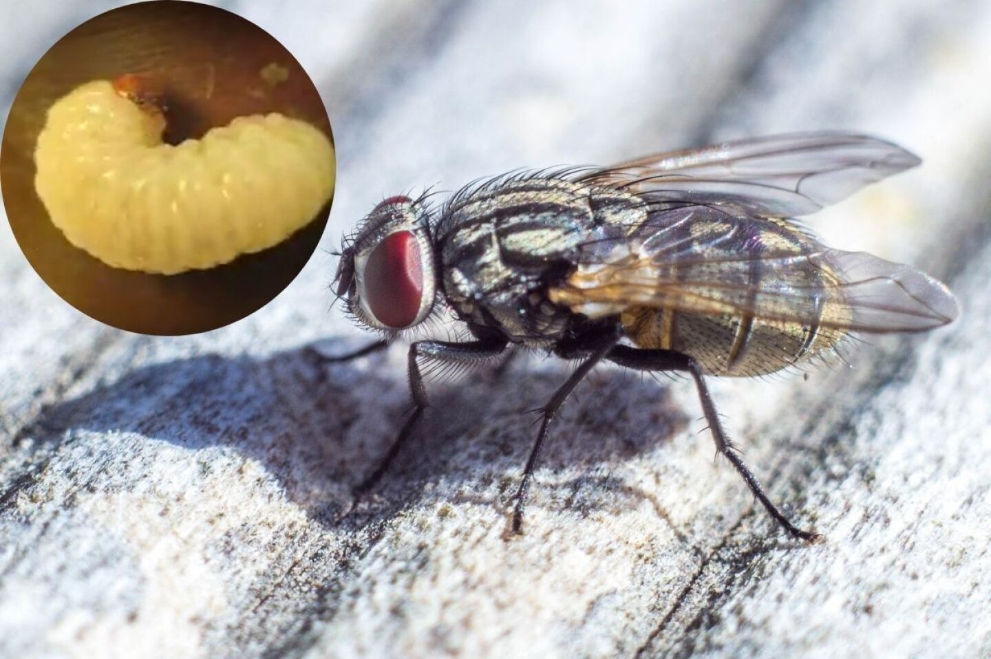 Gusano barrenador: Primera muerte por miasis en México; dónde hay más casos