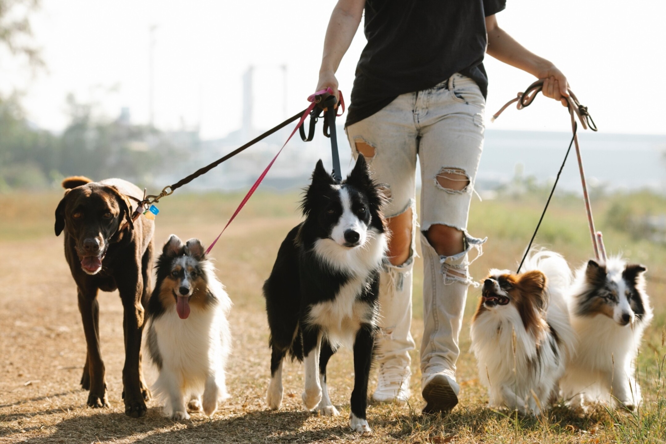 enfermedad-respiratoria-atipica-perros-1