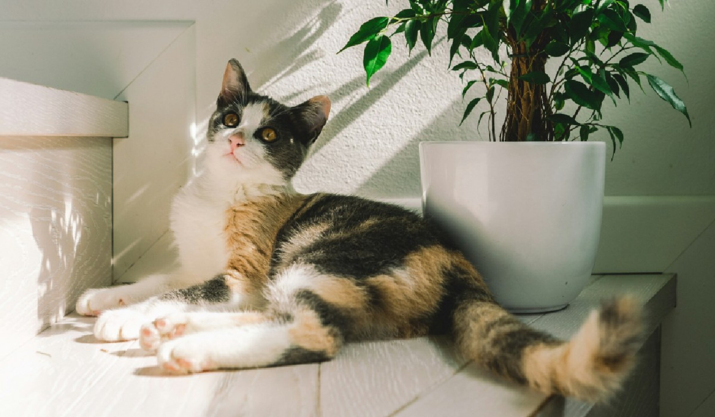 gatos.jpg