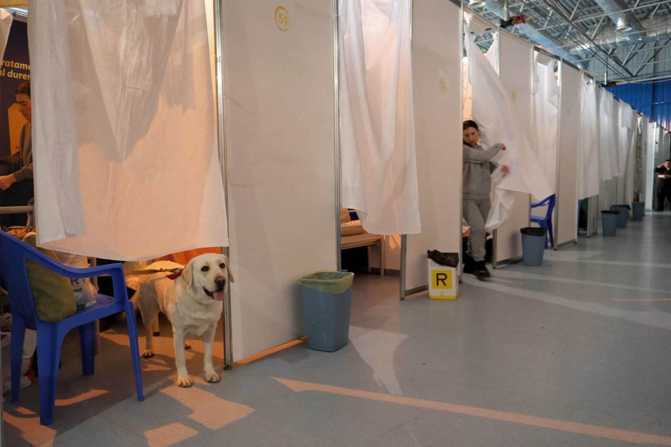 mascotas-guerra-ucrania-rusia-rescate-4