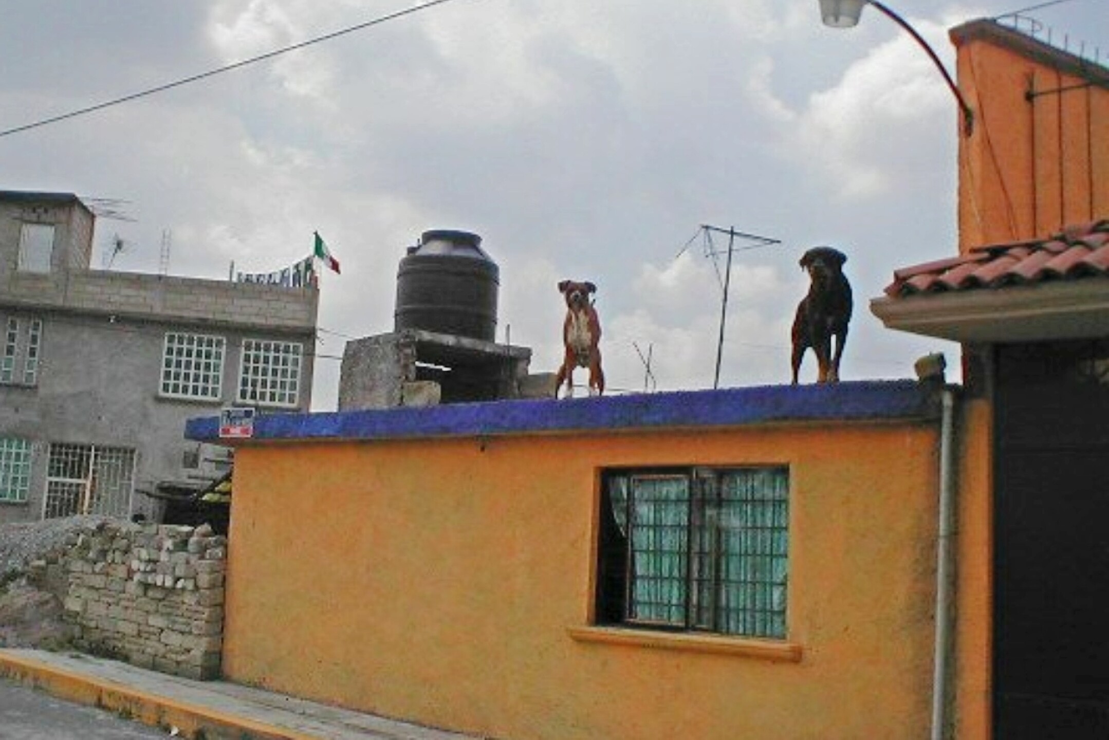 animales-en-azotea