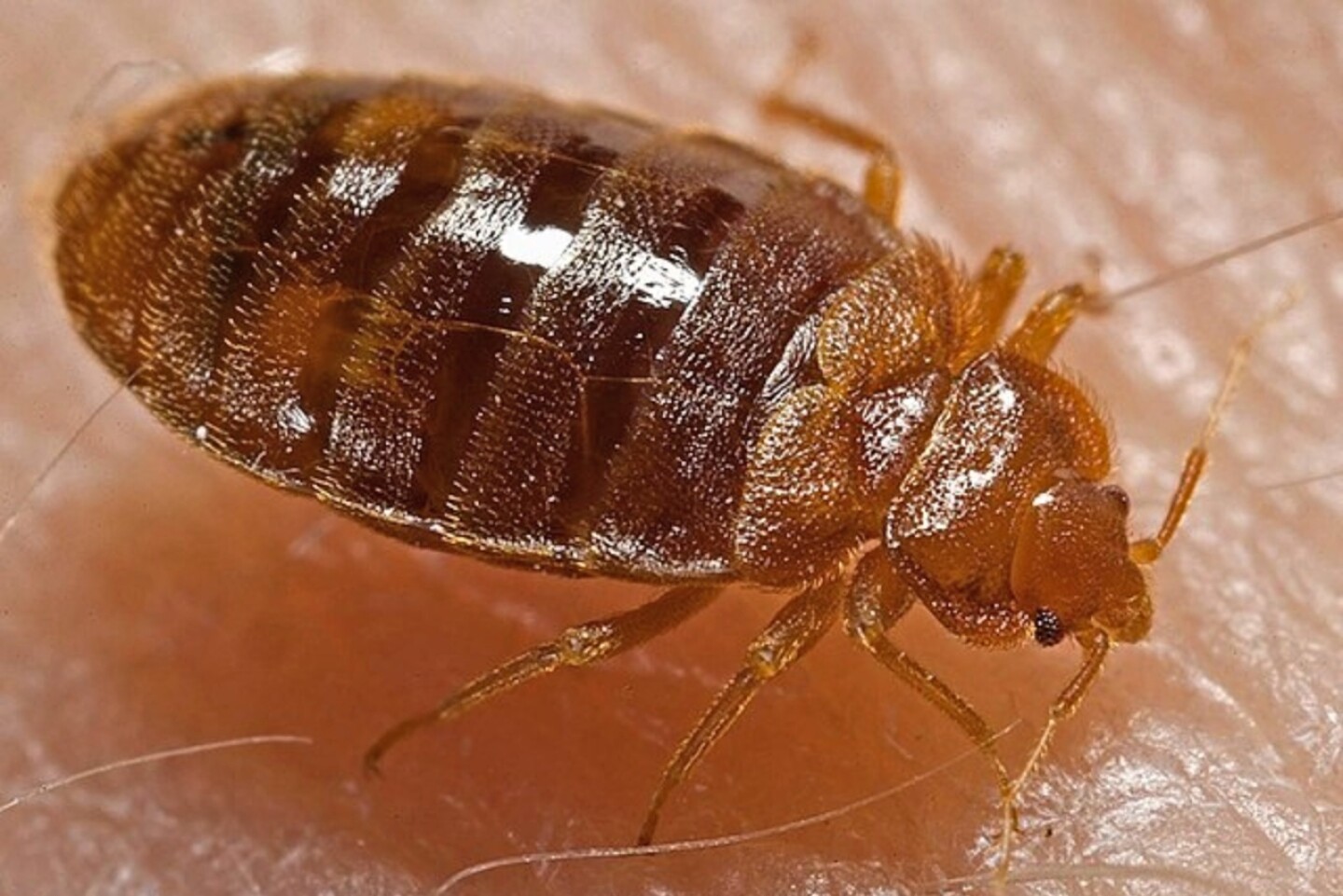 chinches-Bed-bug-Cimex-lectularius-chinche