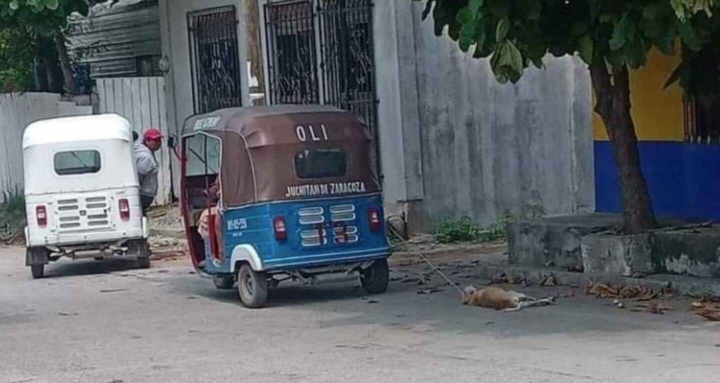 perrito Oaxaca