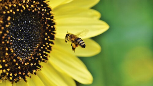 abejas
