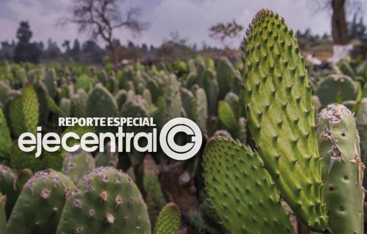 Promo_470_Inflación, 15 meses por arriba de las metas de Banxico