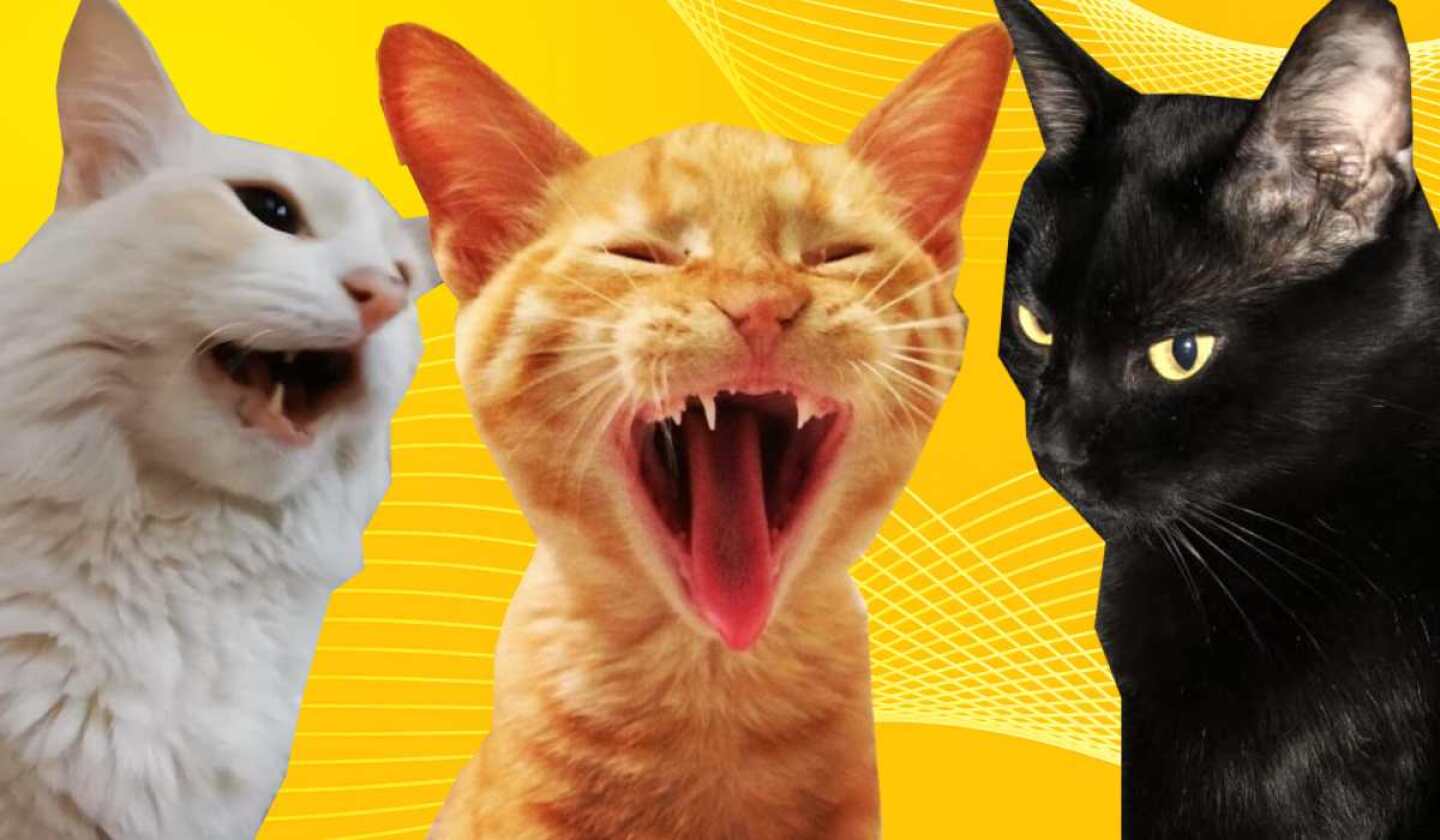 dia del gato 2025 porque se llaman karen las duenas de michis.jpg