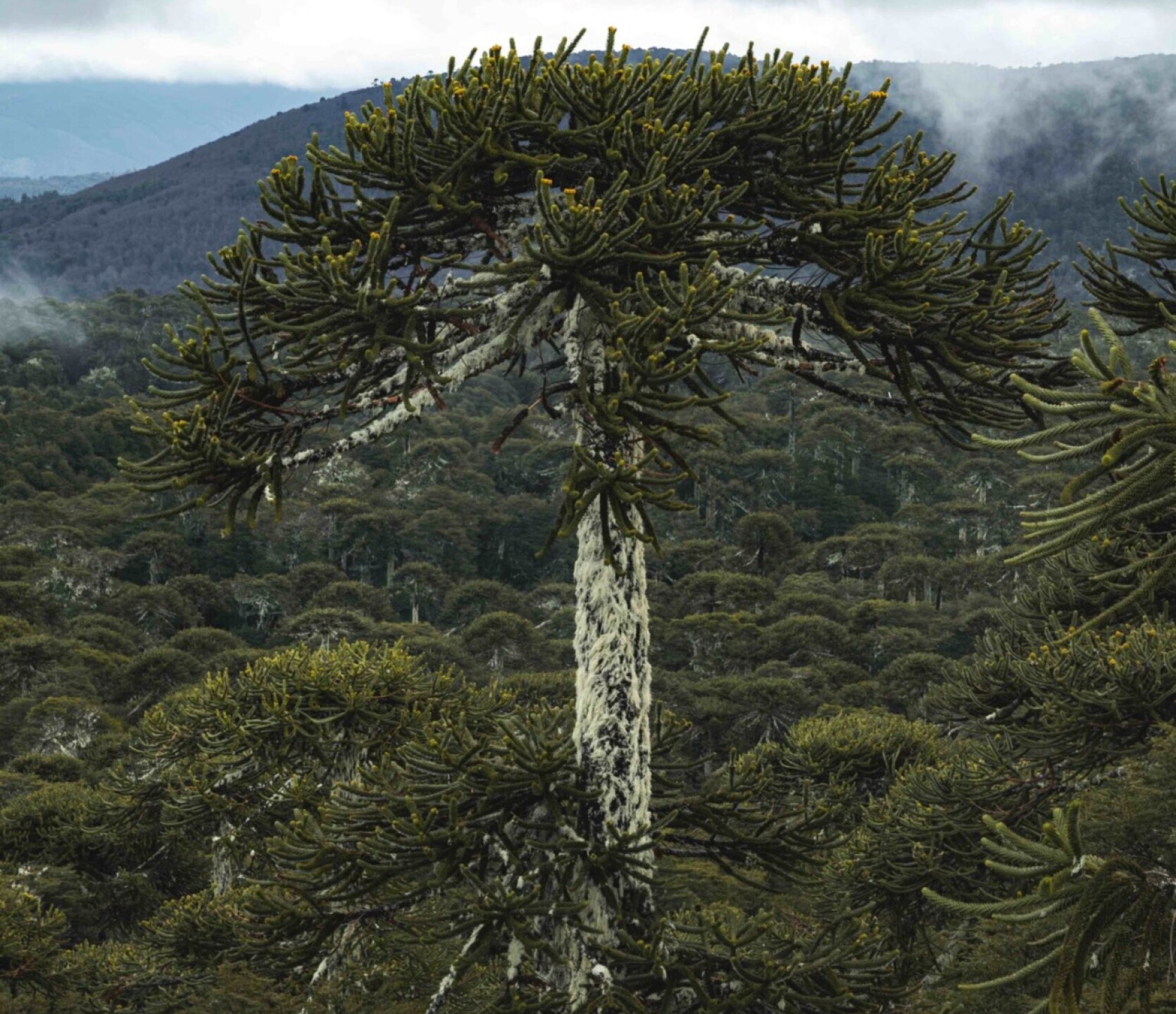 arboles-mongabay-3
