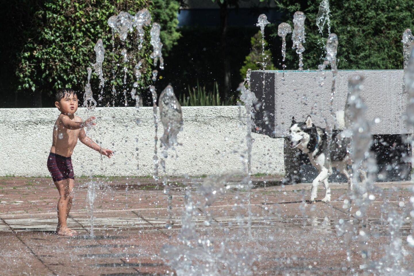 Un niño se refresca junto a su mascota en las fuentes de la alcaldía Benito Juárez.