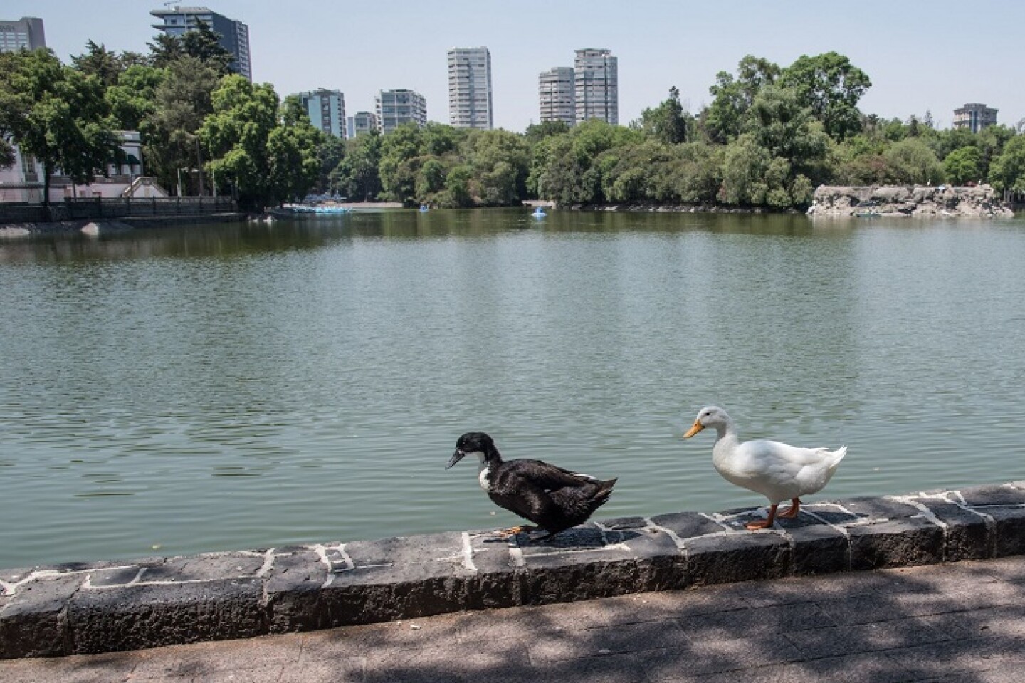 Este miércoles poca gente continúa asistiendo al Bosque de Chapultepec, pese a la suspensión de principales actividades que se han implementado como medidas de prevención en la contingencia de sanitaria por coronavirus (Covid-19).