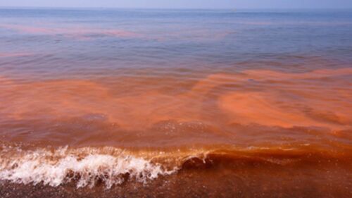 marea roja Yucatán
