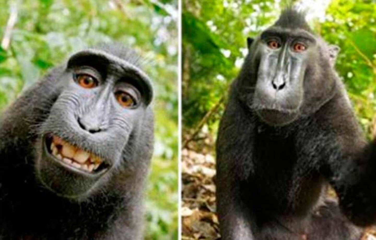 naruto-macaco-selfie