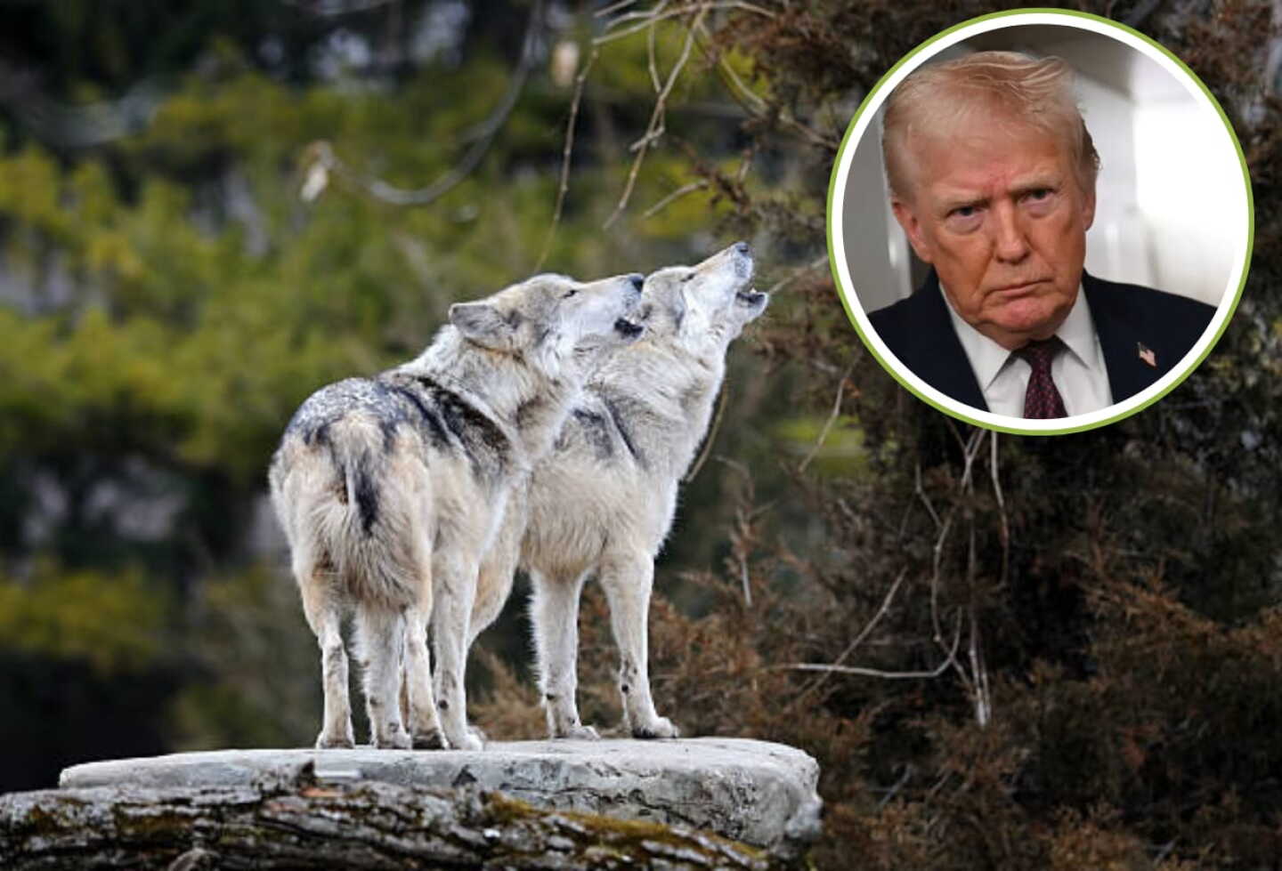 Trump ordena revisar protección del lobo mexicano en EU: ¿Eliminará la medida? esto se sabe