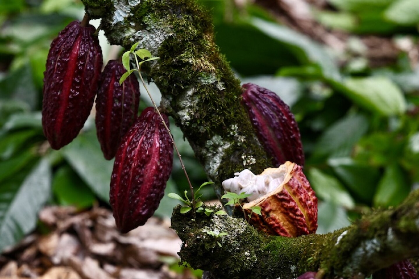 cacao ecuador