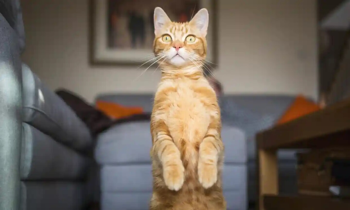 los_gatos_están_atentos_a_la_voz_de_su_dueño_revela_investigación