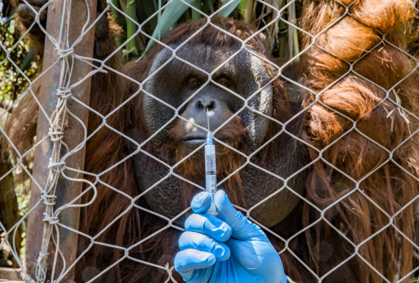 CHILE-HEALTH-VIRUS-VACCINE-ZOO-ANIMALS