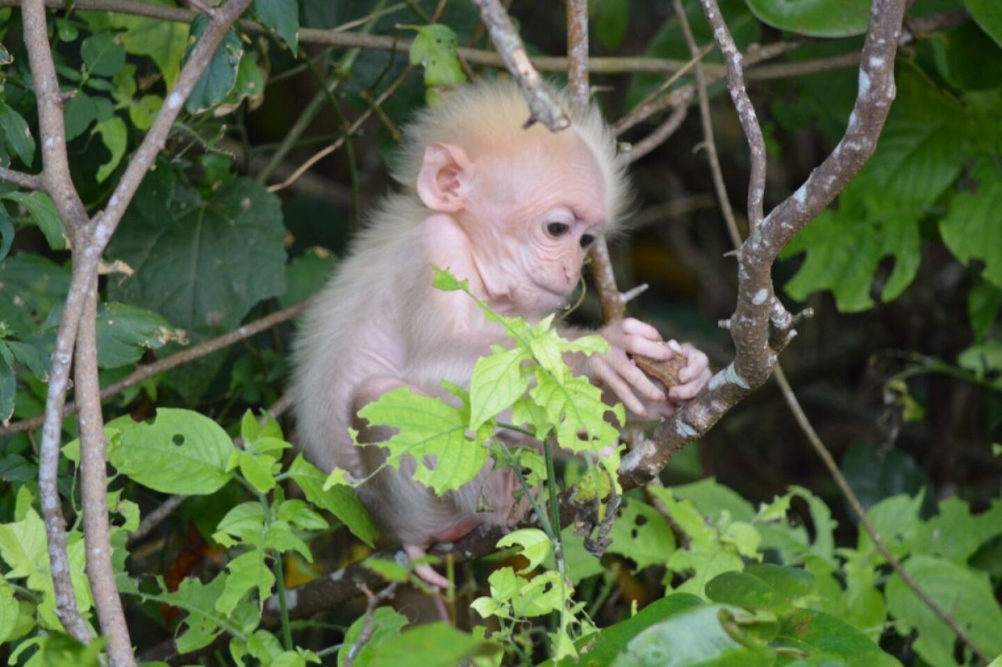 monos identifican imágenes
