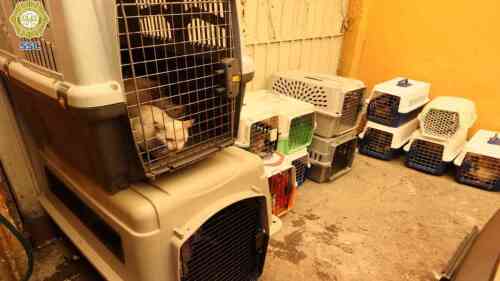 Brigada-Vigilancia-Animal-gatos.jpg