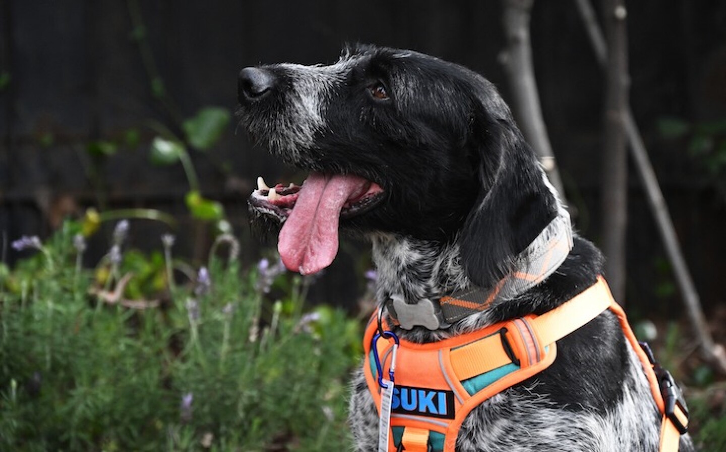 Suki