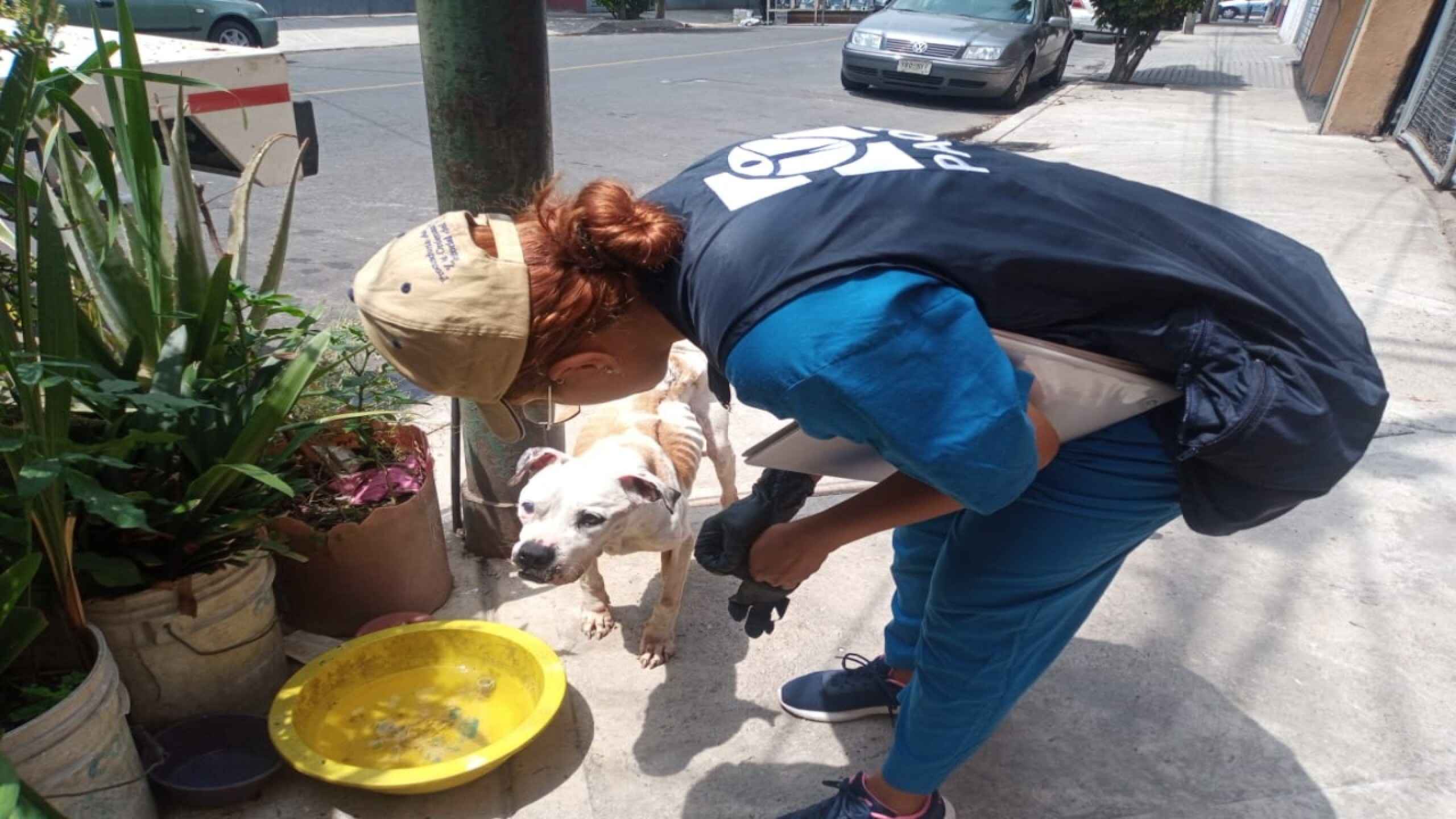 maltrato-animal-Kimba