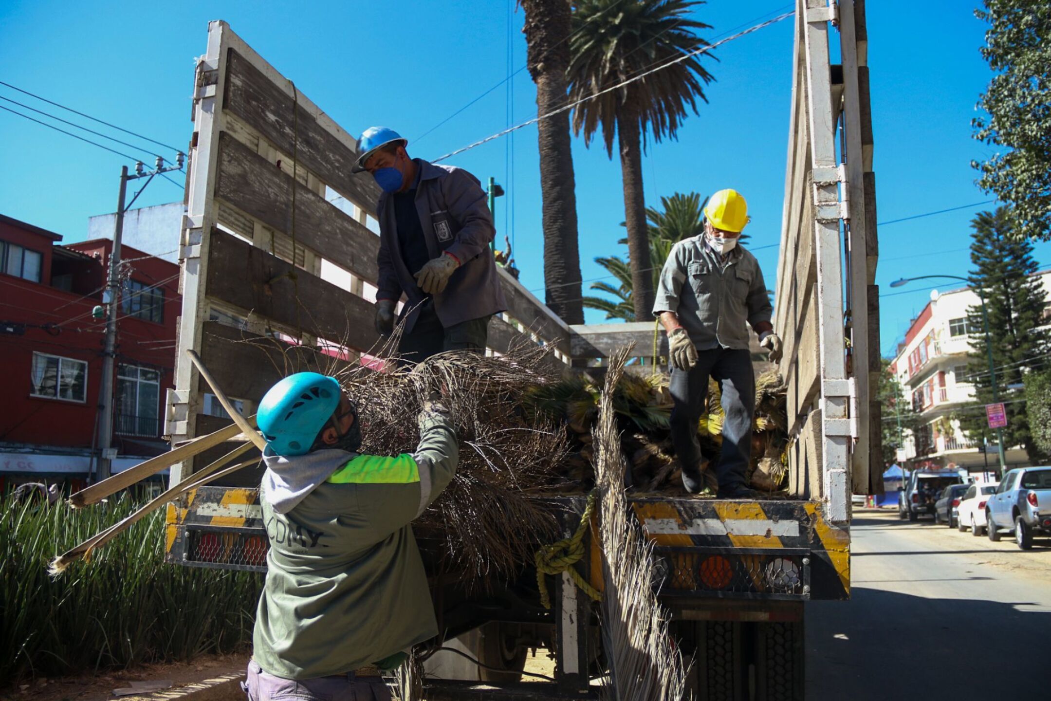 Programa de mantenimiento a palmeras,  árboles y composta y en la colonia Narvarte.