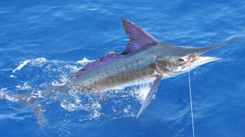Marlin