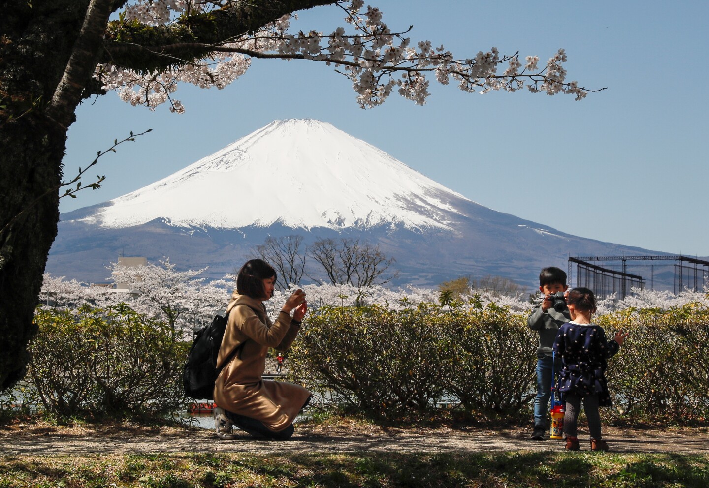 Tourists view Japan's highest peak Mount Fuji, with cherry blossoms in full bloom in Gotemba