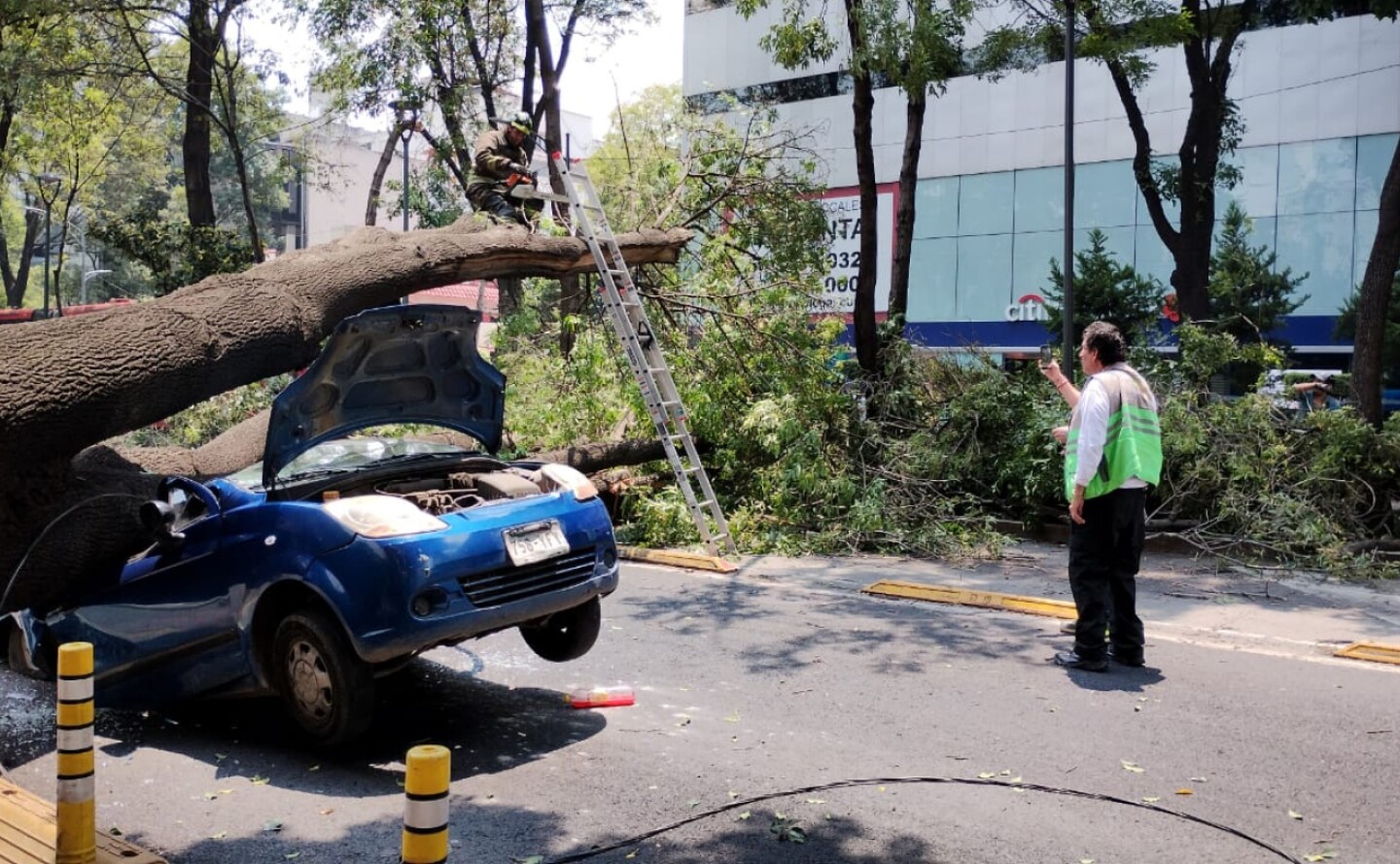 arbol-metrobus
