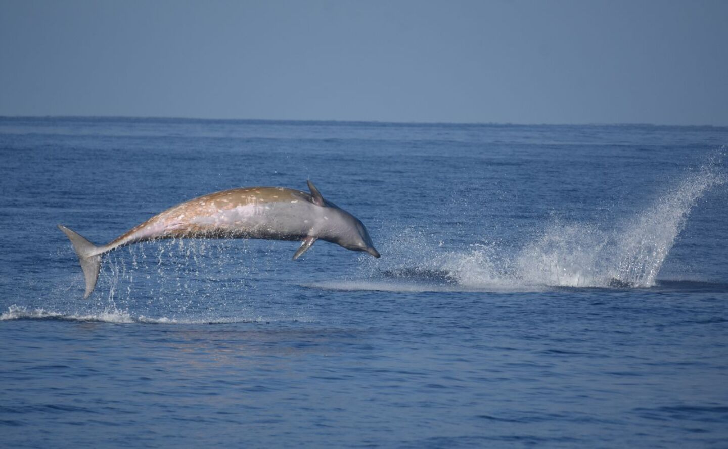 ruido-impacta-a-ballenas-baja-california