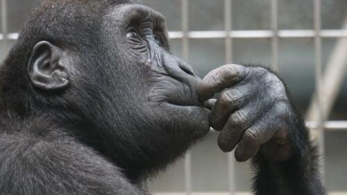 Mono-chimpance