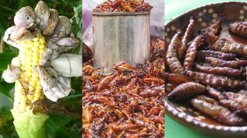 comidas-mas-exoticas-mexico