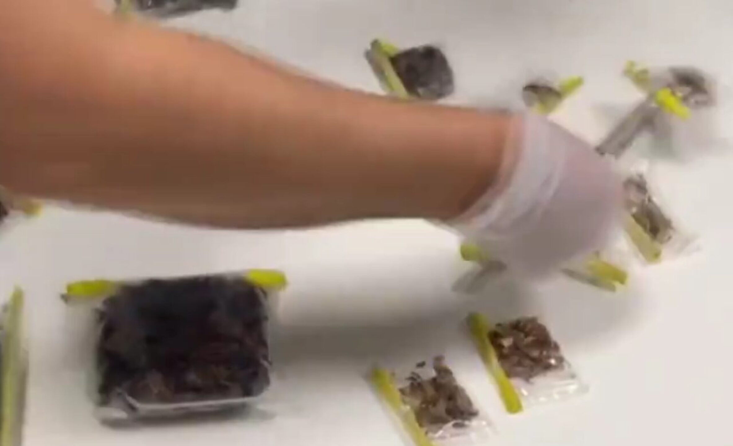 curador-del-museo-americano-de-historia-natural-detenido