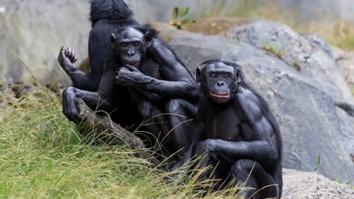 origen_de_la_masturbación_se_remonta_a_los_primates_hace_40_millones_de_años