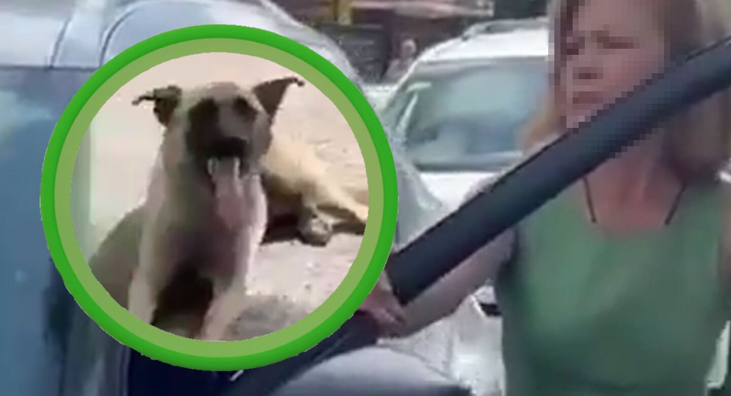 Maltrato-animal-en-tlaquepaque.jpg