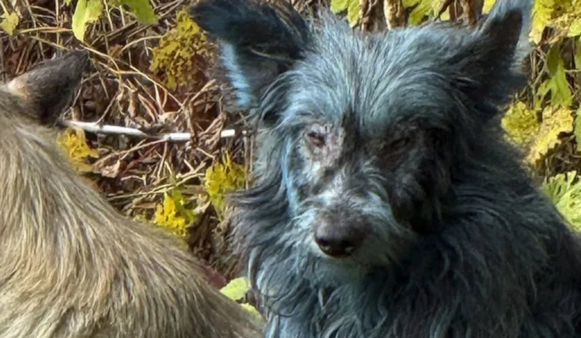 perros azules chernobyl.jpg