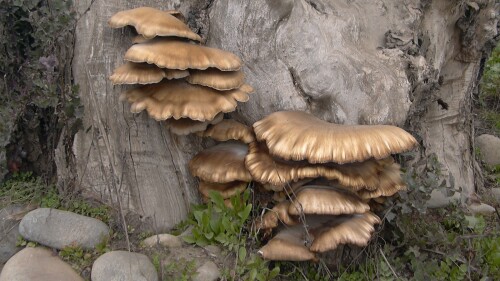 hongos-fungi