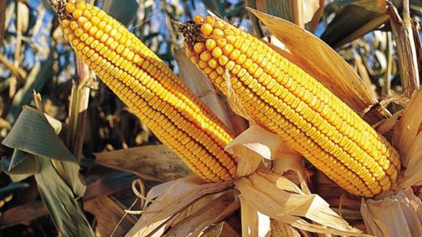 Tiran decreto de AMLO que prohibía maíz transgénico; se alista nueva reforma de Sheinbaum