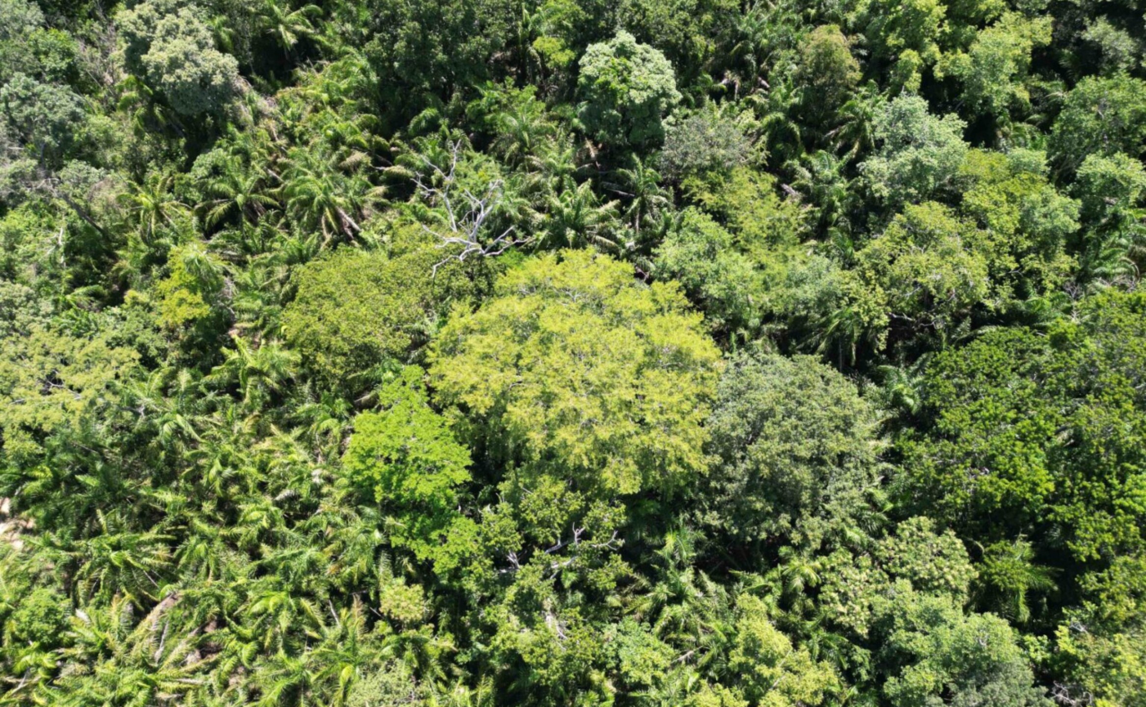 arboles-mongabay-12