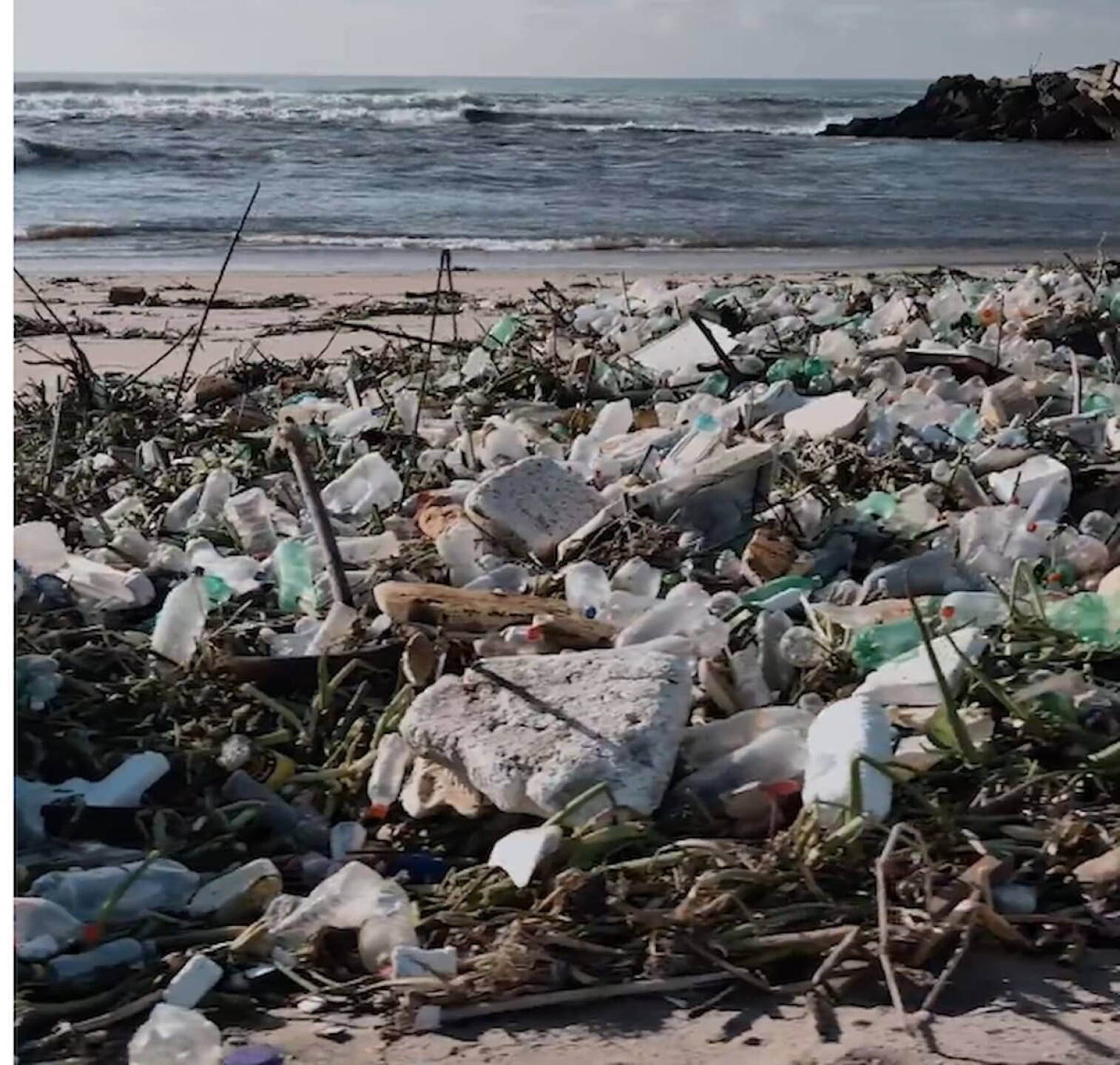 v5-3-Catastrofe-para-la-biodiversidad-asi-podria-ser-el-mundo-en-2050-si-no-actuamos-ya-1