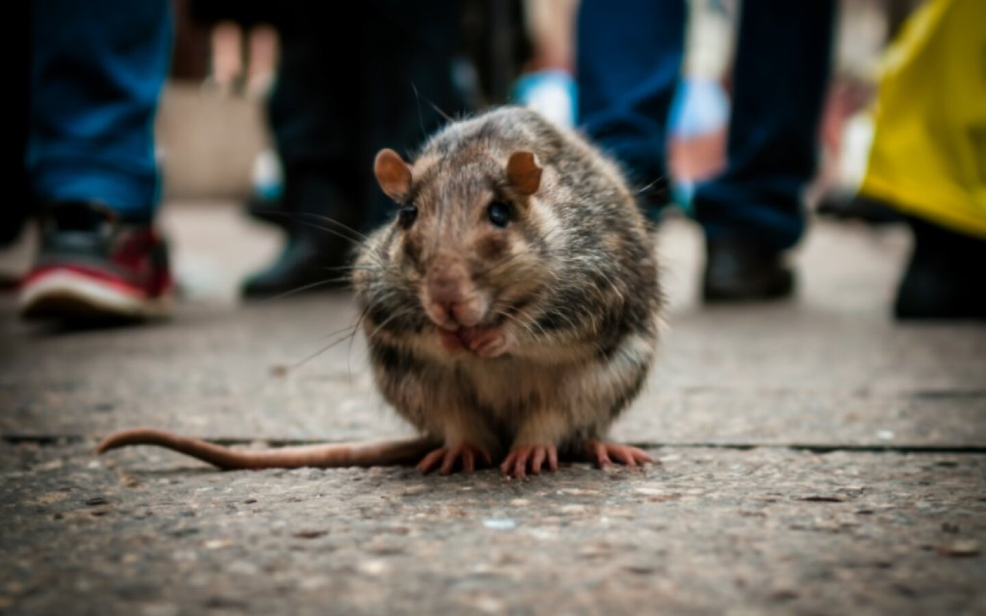 Rat Rata Da Alerta en Nueva York; plaga de ratas incrementa casos de Leptospirosis