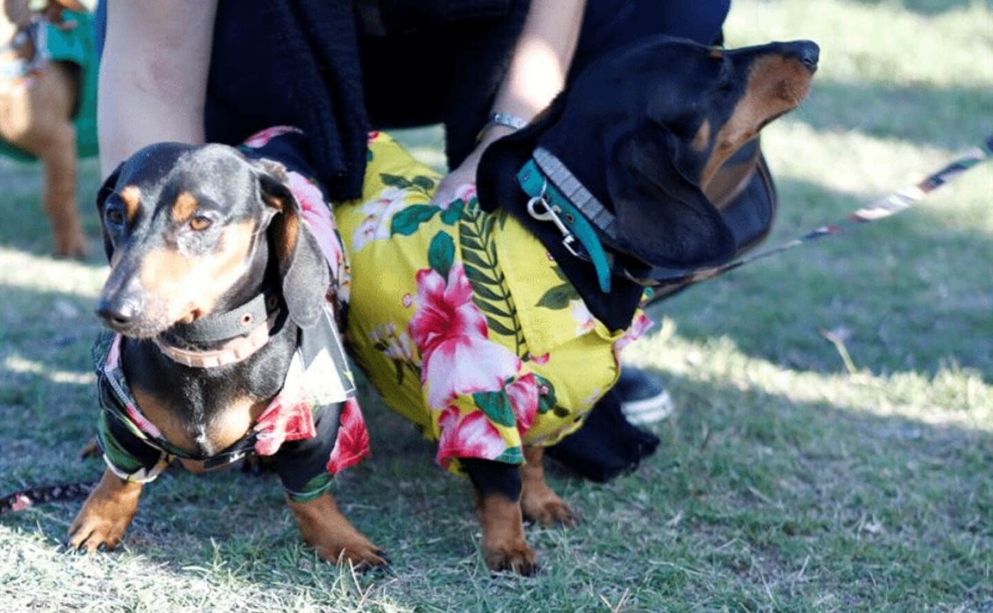 perros-salchicha-efe