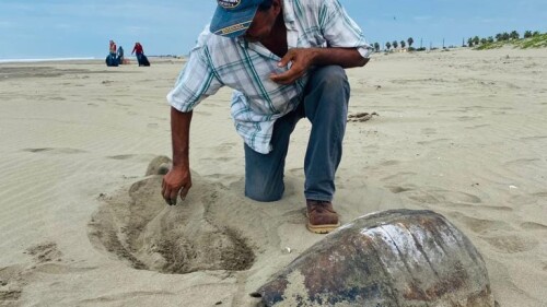 tortugas-delfines-sinaloa