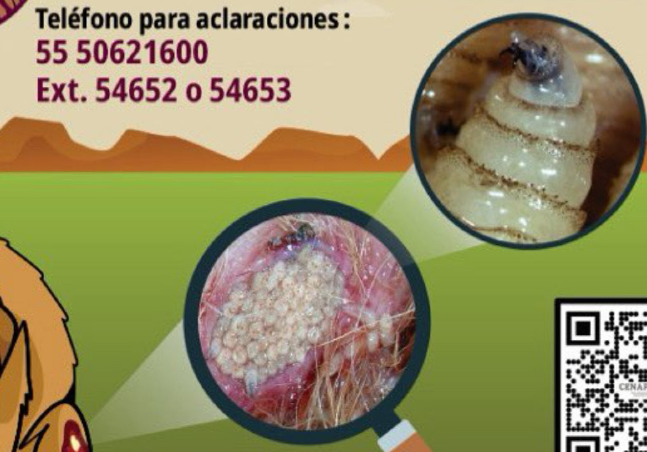 Gusano Barrenador
