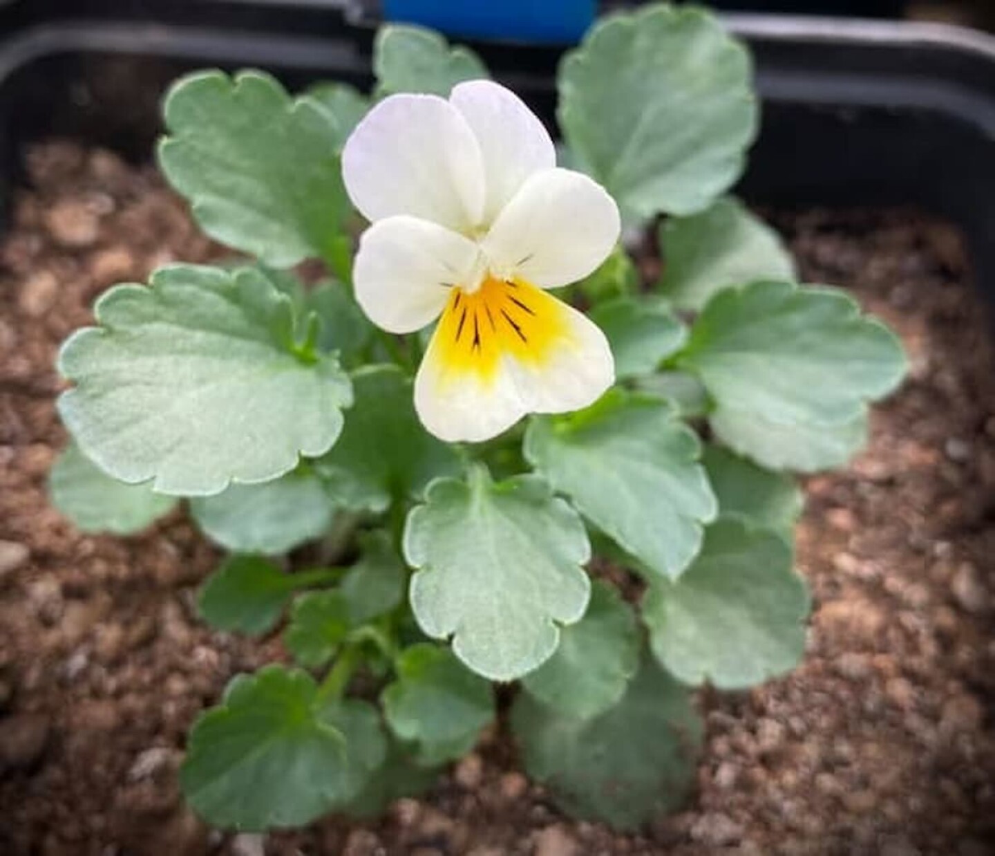 2 Flores renuncian a los escasos insectos y evolucionan para autopolinizarse, según científicos