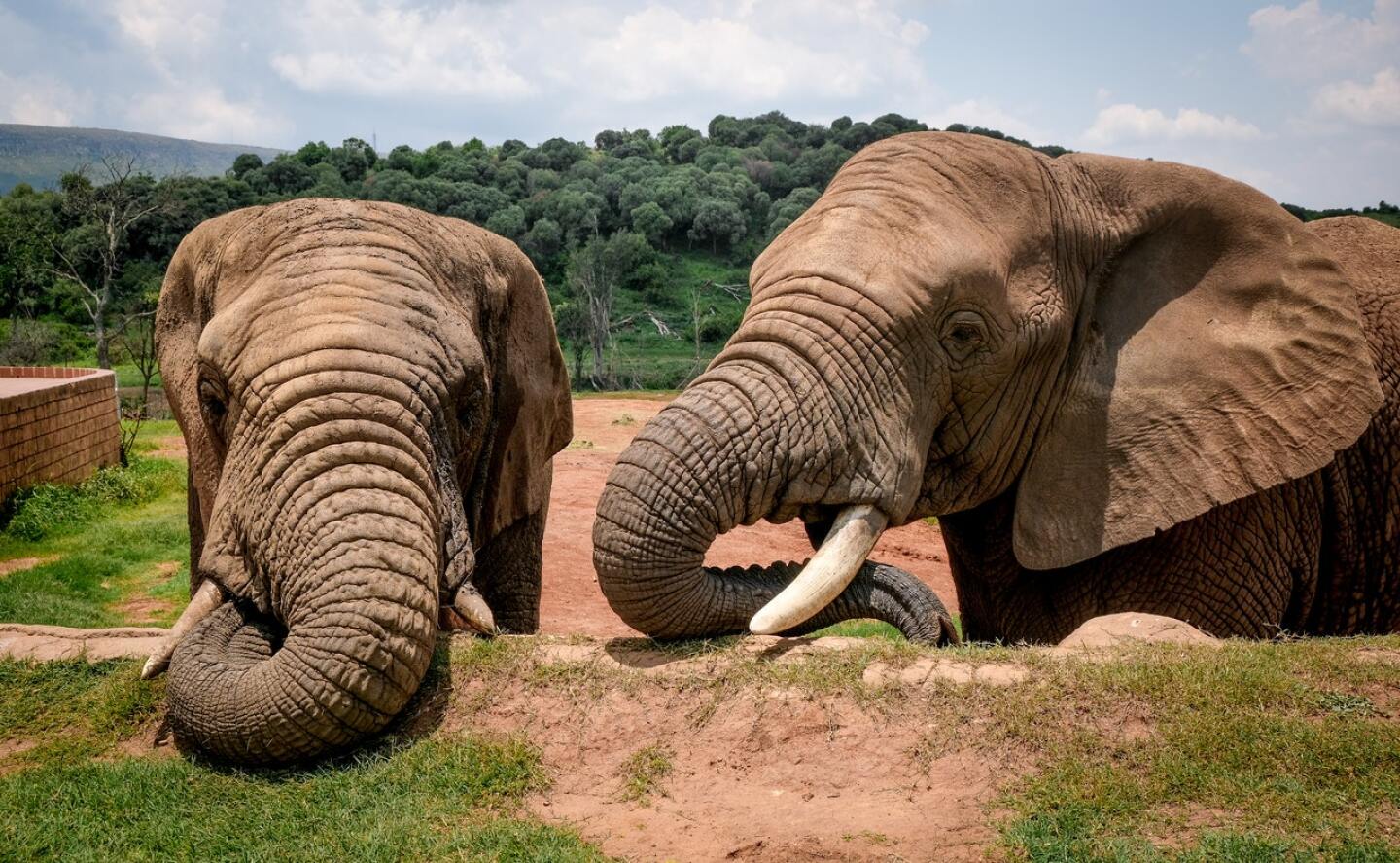 elefante
