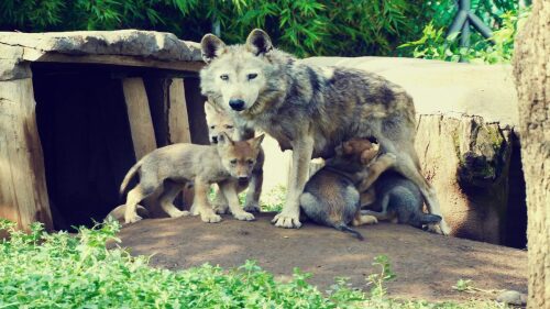 lobo-mexicano-nacimiento-crias-zoologico-aragon.jpg