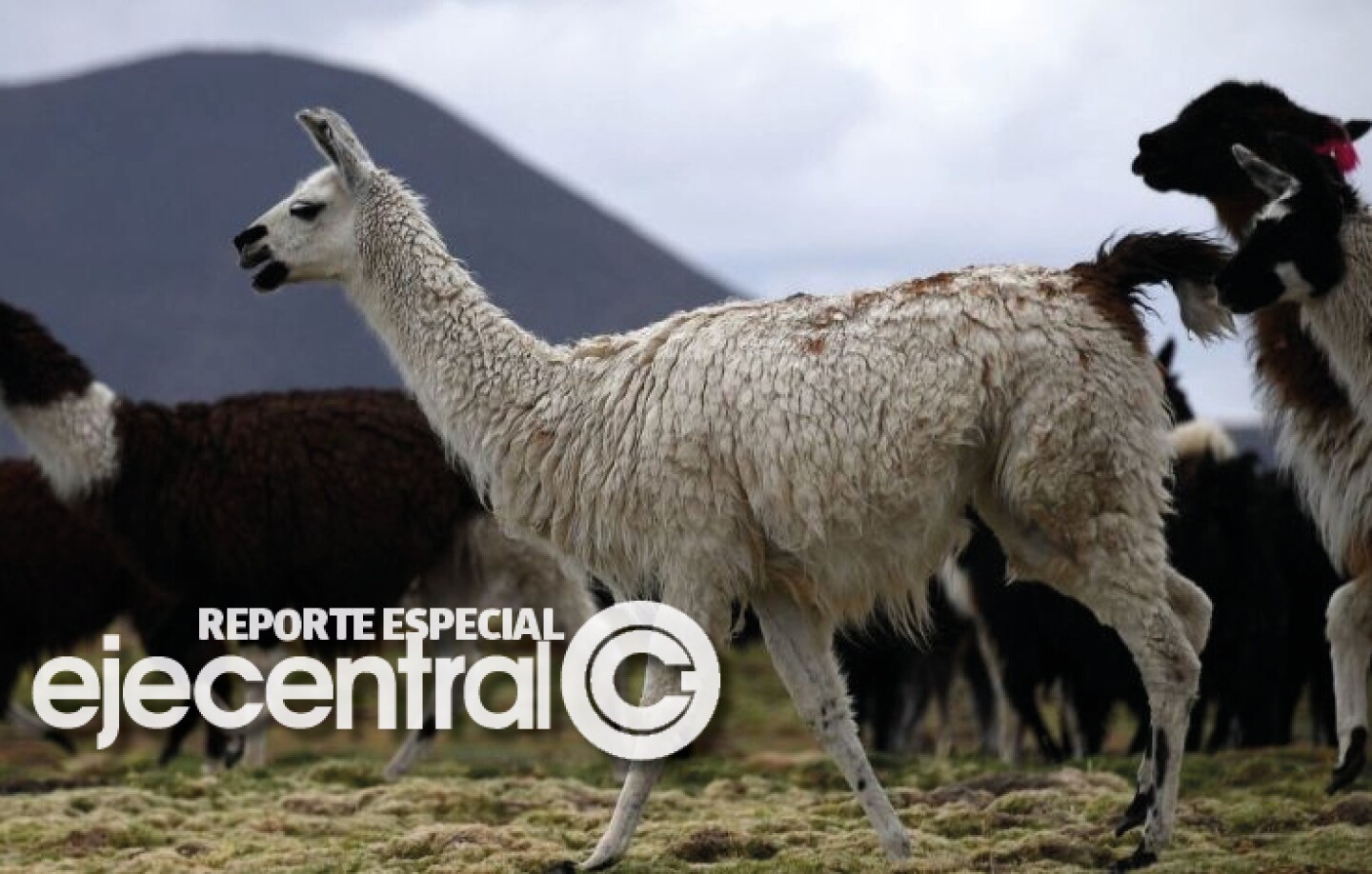 Promo_412_Nanocuerpos llamas