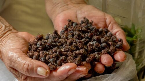 hormiga-chicatana-beneficios-es-rica-en-proteinas-y-aminoacidos