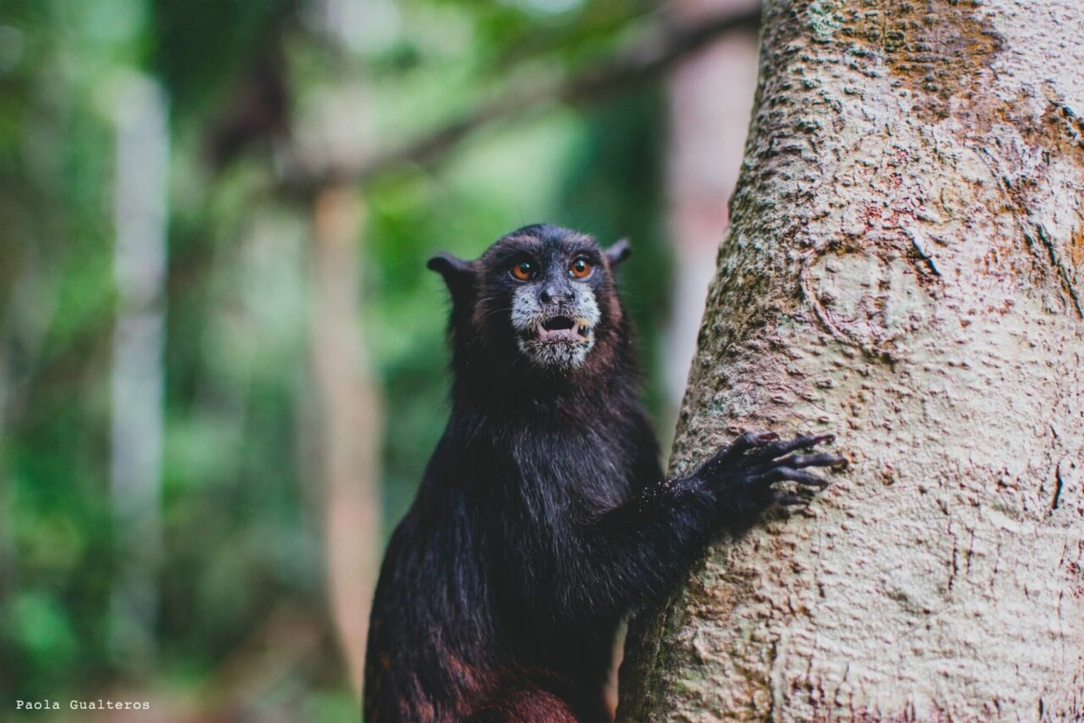 Parque-Nacional-Natural-Amacayacu-titi-1280x854