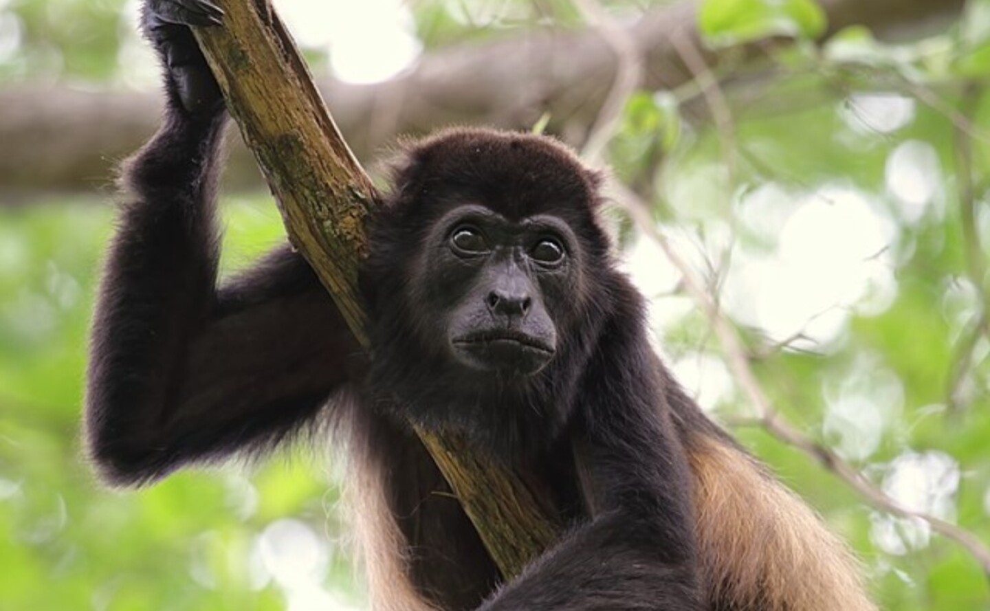Alouatta_palliata-monos-saraguato